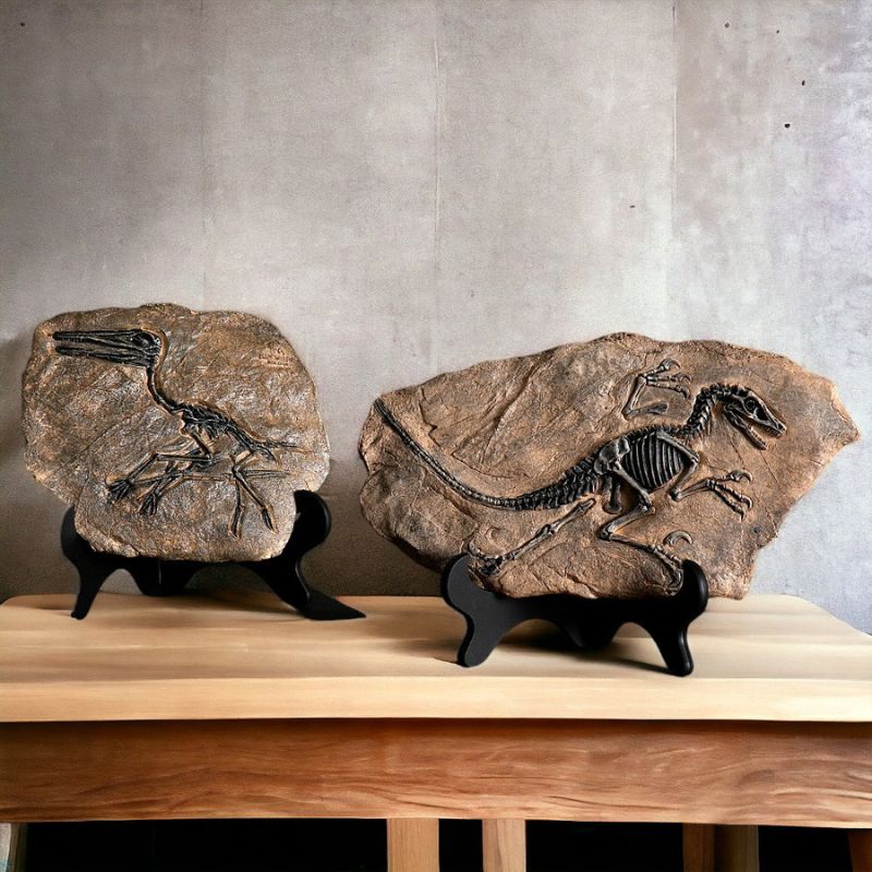 Fossile Dinosaure