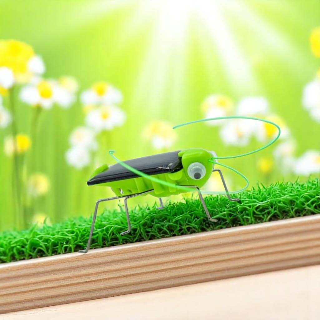 Insecte Solaire