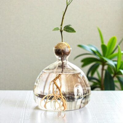 Germinador de aguacate hidropónico
