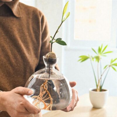 Germinador de aguacate hidropónico Imagen 5