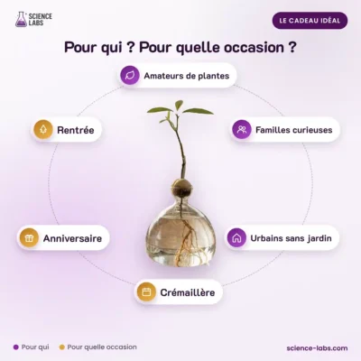 Germinador de aguacate hidropónico Imagen 4