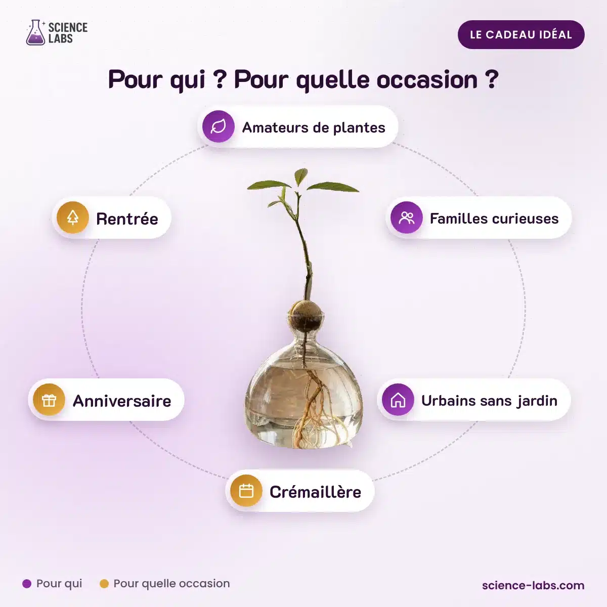 Germinador de aguacate hidropónico Imagen 4
